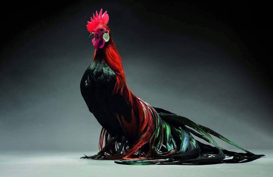 Kontes Ayam Tercantik | Fabel Nuraisah Maulida Adnani