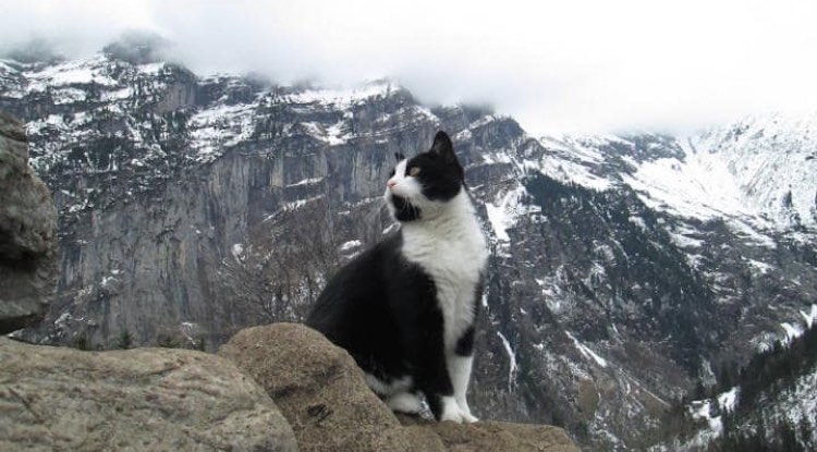 The Cat in the Ghat – Si Kucing di Pegunungan Ghat | Ambika Rao | Terjemahan Bayu Andika Prasatyo